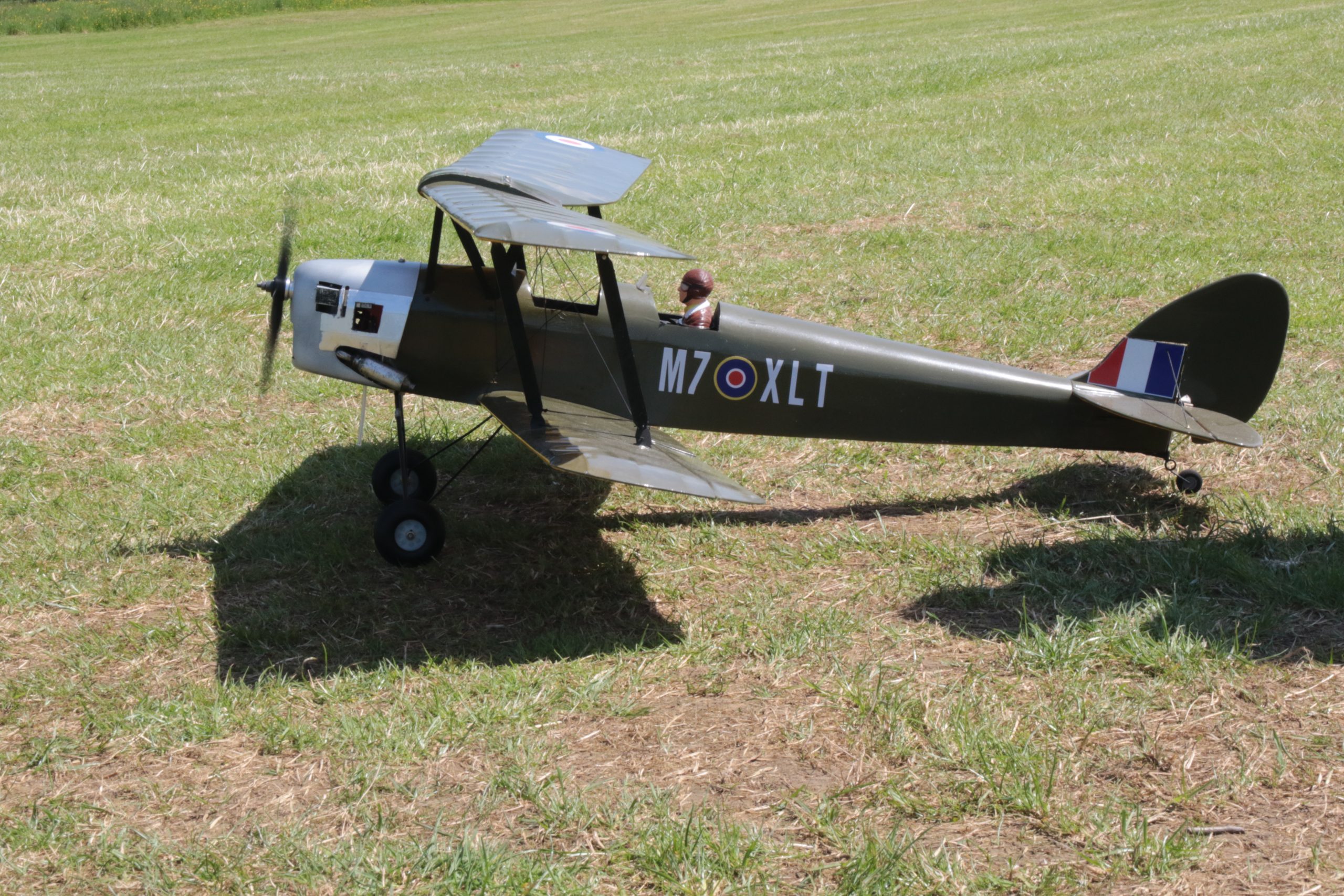 Tiger Moth Tiger Moth